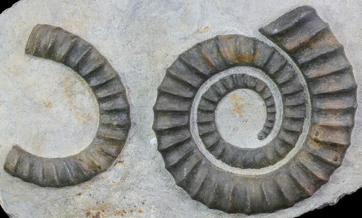 Devonian Ammonite (Anetoceras) - Morocco #68779